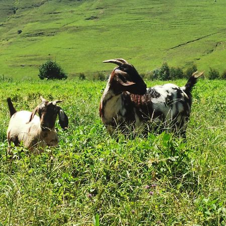 Hotel Nguni Moon Tepee Camp Underberg Zewnętrze zdjęcie