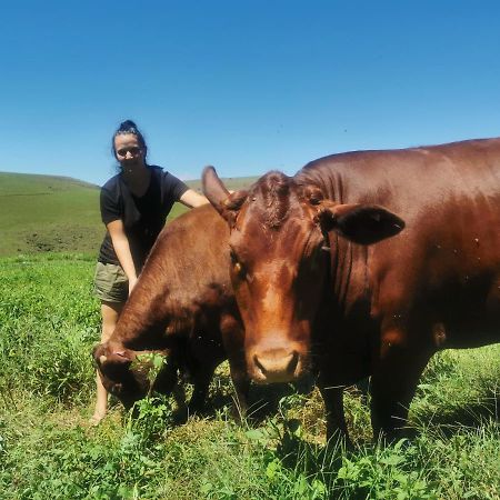 Hotel Nguni Moon Tepee Camp Underberg Zewnętrze zdjęcie