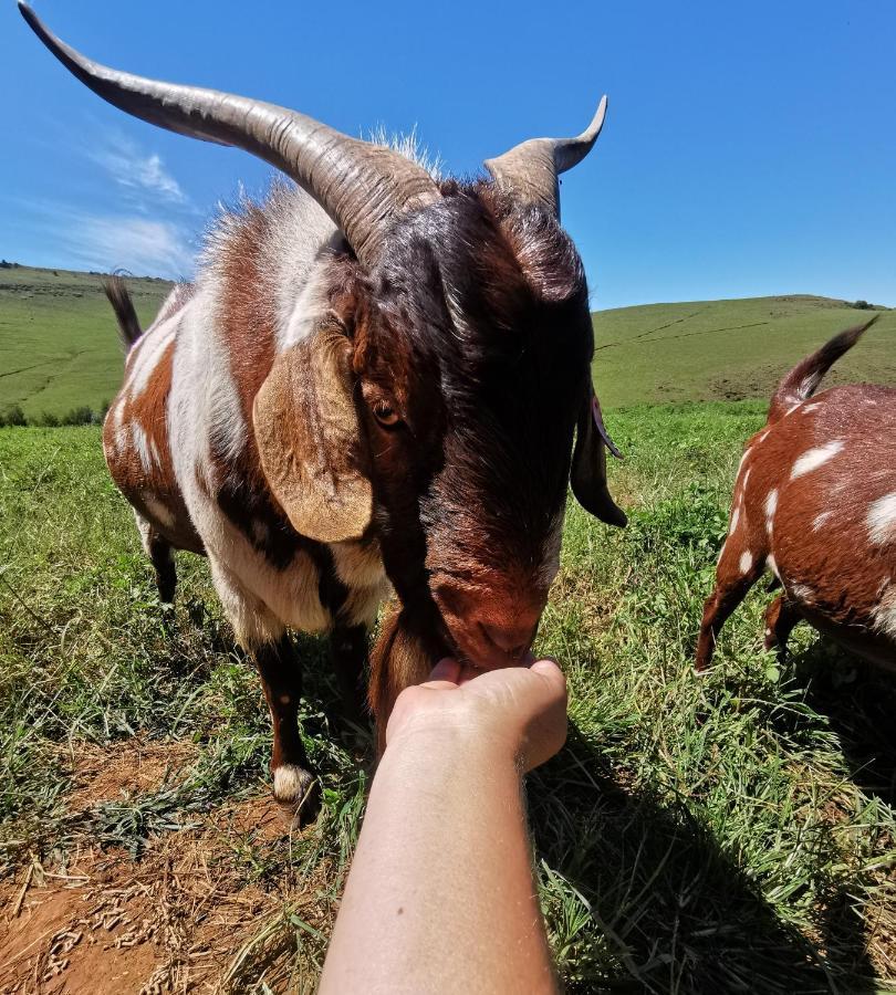Hotel Nguni Moon Tepee Camp Underberg Zewnętrze zdjęcie